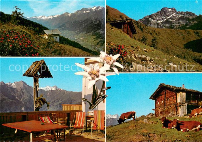 Matrei Osttirol Zunigalm mit Zunig Almvieh Blick auf Grossglockner Hohe Tauern E