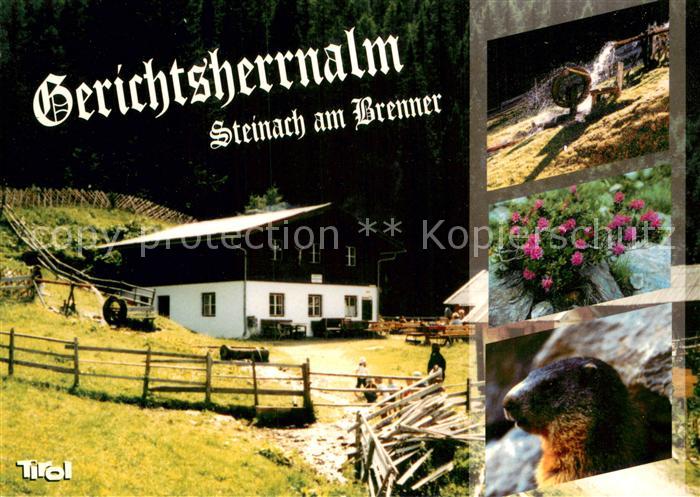 Gries Brenner Gerichtsherrnalm Brunnen Blumen Murmeltier