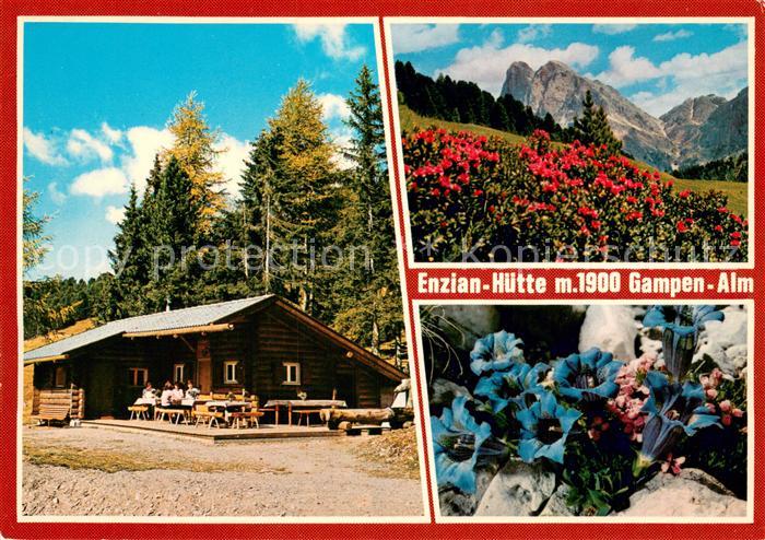 Afers Brixen Enzian-Huette Gampenalm Alpenflora Blauer Enzian Dolomiten