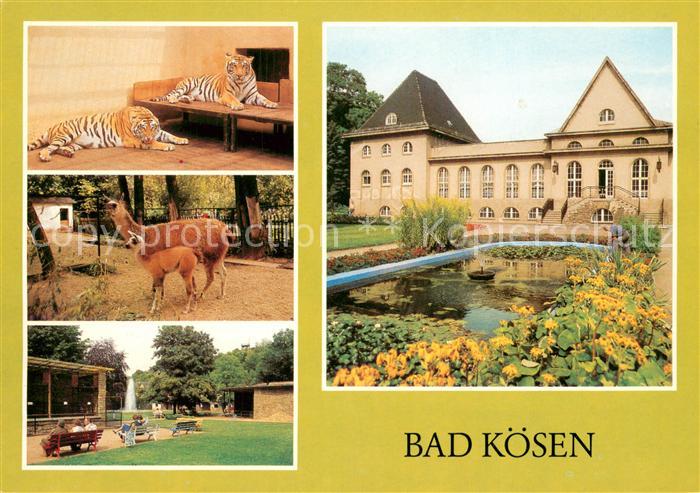 Bad Koesen Tierpark Tieger Lama mit Jungem Tiergehege Volkssolbad Badehaus