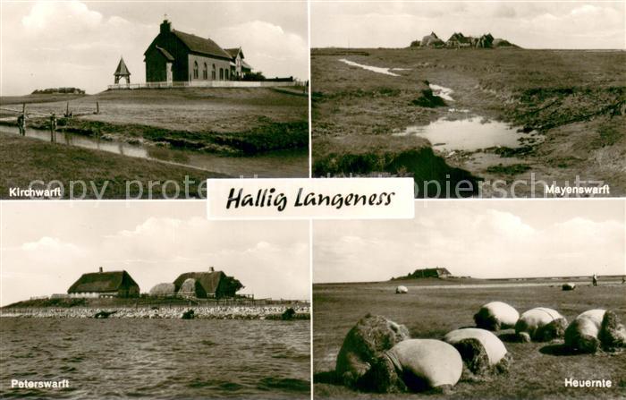 Hallig Langeness Kirchwarft Mayenswarft Peterswarft Heuernte