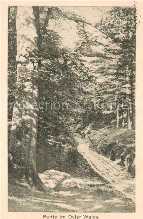 Nienburg Weser Oyler Berg Partie im Oyler Wald