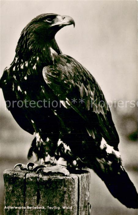 Berlebeck Adlerwarte