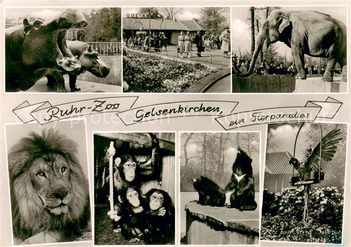 GELSENKIRCHEN NRW Ruhr Zoo Elefanten Loewen Affen Nashoerner Geier