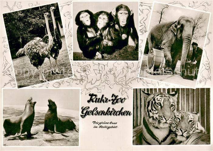 GELSENKIRCHEN NRW Ruhr Zoo Strausse Robben Affen Elefant Tiger