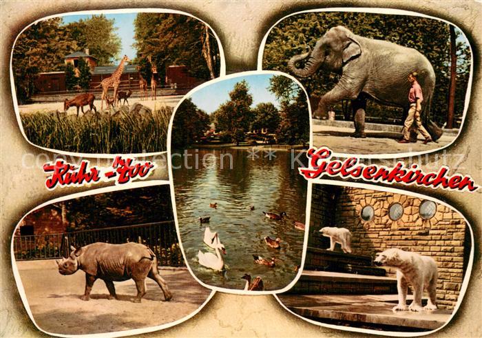 GELSENKIRCHEN NRW Ruhr Zoo Giraffen elefant Nashorn Eisbaeren Schwanenteich