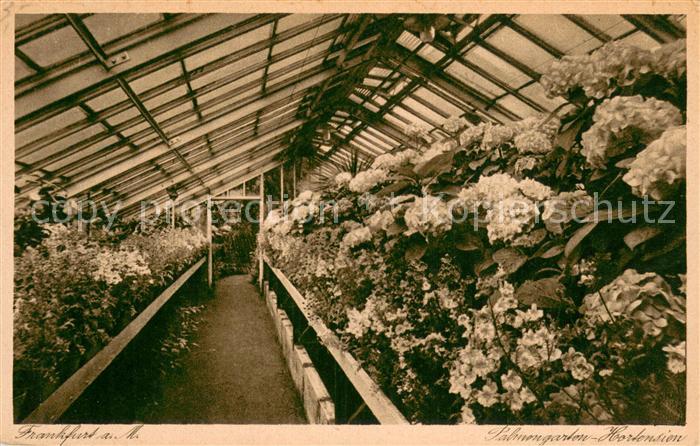 Frankfurt Main Hortensien im Palmengarten