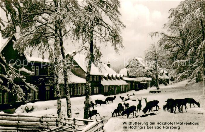 Bad Harzburg Wildfuetterung am Harzhotel Molkenhaus