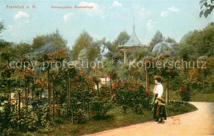 Frankfurt Main Palmengarten Rosenanlage