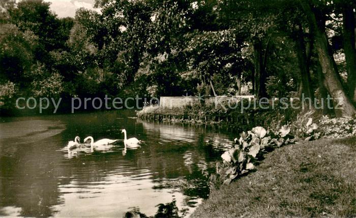 Delmenhorst Idyll an der Graft Schwaene