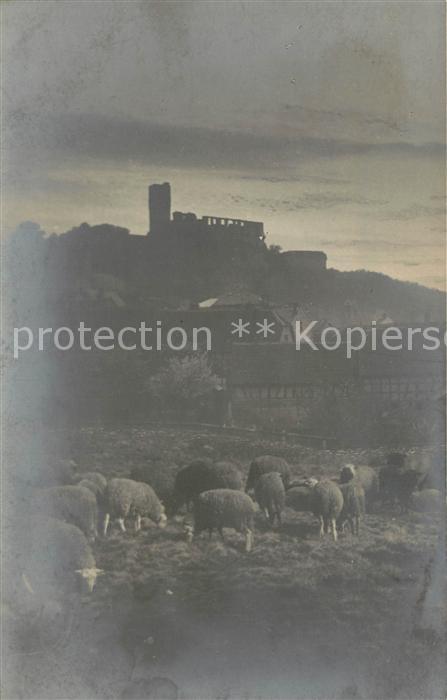 Koenigstein Taunus Burgruine in der Abendstimmung Schafe