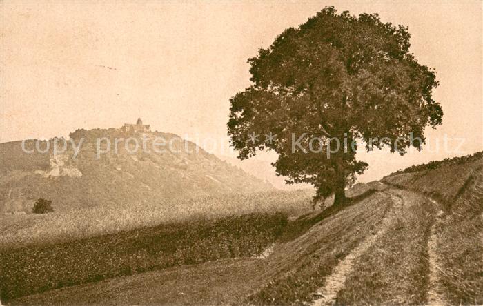 Breuberg Es steht ein Baum im Odenwald