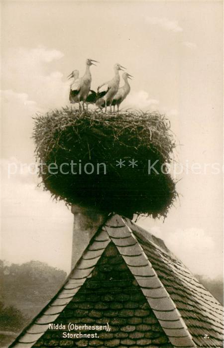 Nidda Storchennest Trinks Postkarte