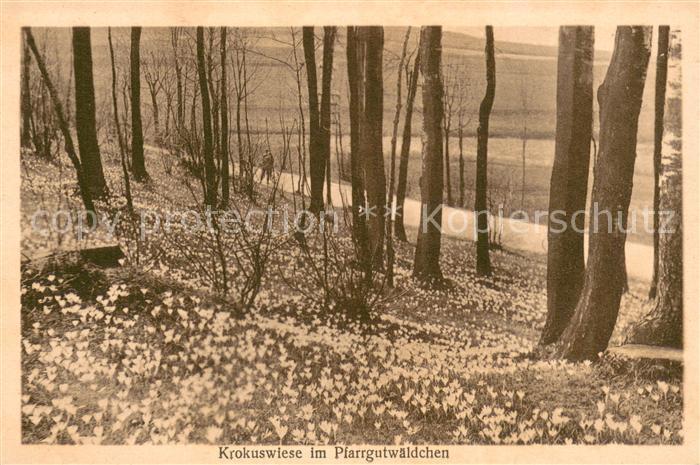 Drebach Krokuswiese im Parrgutwaeldchen