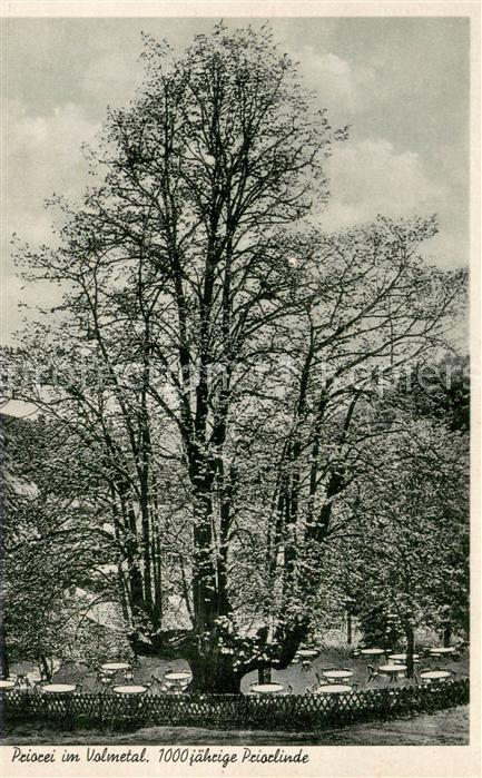 Priorei 1000 jaehrige Priorlinde Gaststaette