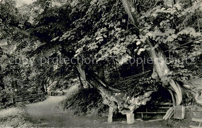 Bad Iburg Baum der Liebe Natur