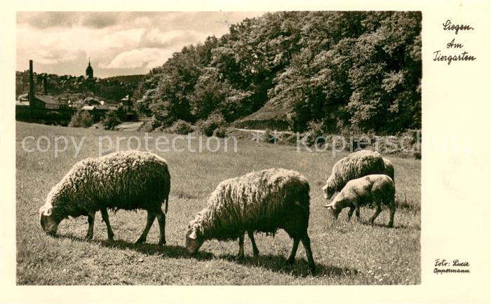 Siegen Westfalen Partie am Tiergarten Schafherde
