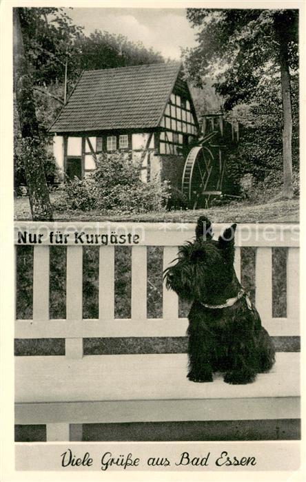 Bad Essen Wassermuehle Hund