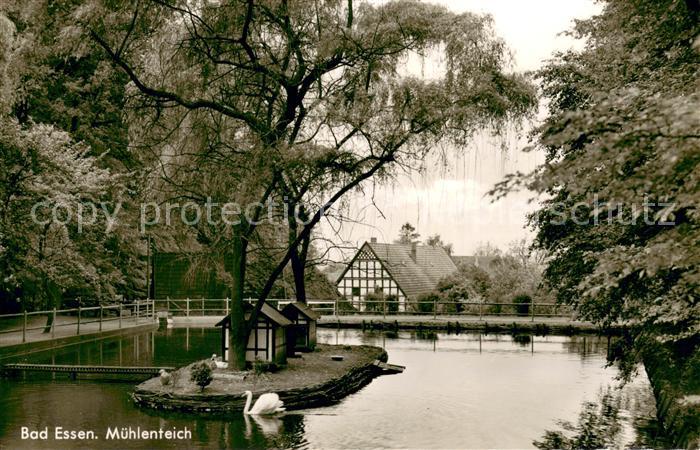 Bad Essen Muehlenteich mit Schwan