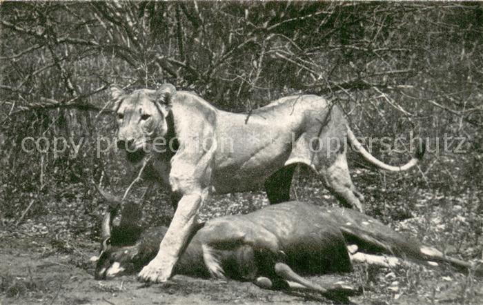 Loewe Lion and Inyala