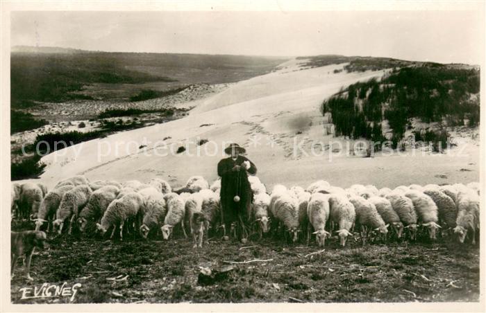 Schaeferei Landwirtschaft E.Vignes Au Soleil des Landes