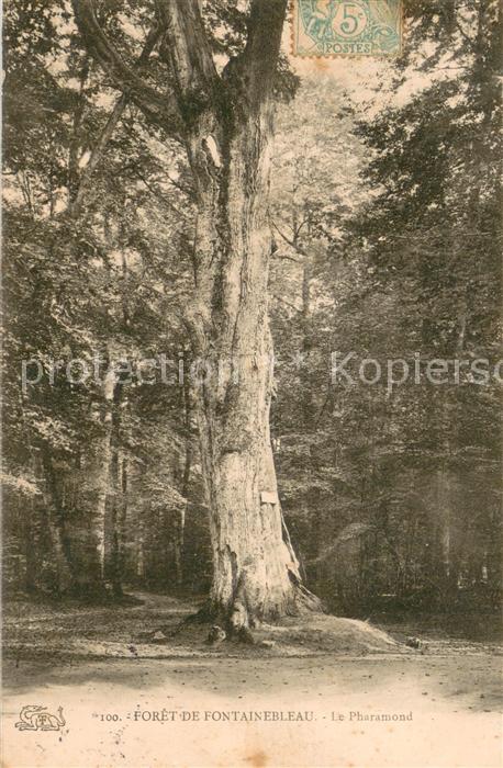 Fontainebleau 77 Seine et Marne Le Pharamond