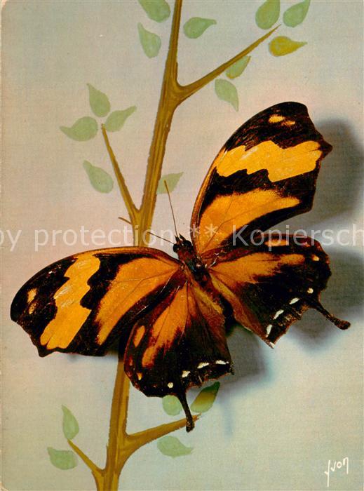 Schmetterlings-AK Yvon Nr.2 Papillons Exotiques