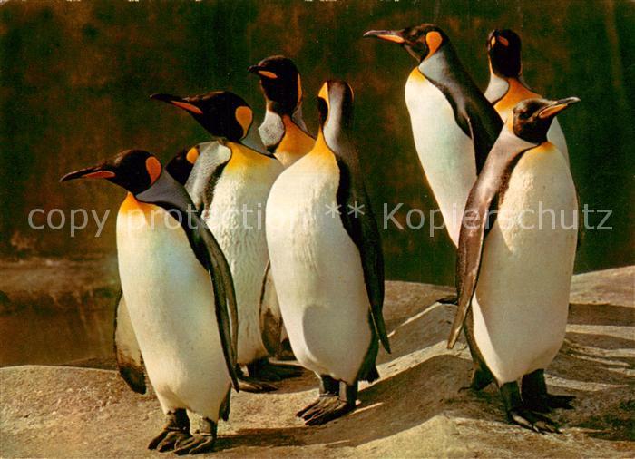Pinguin Parc Zoologique Paris