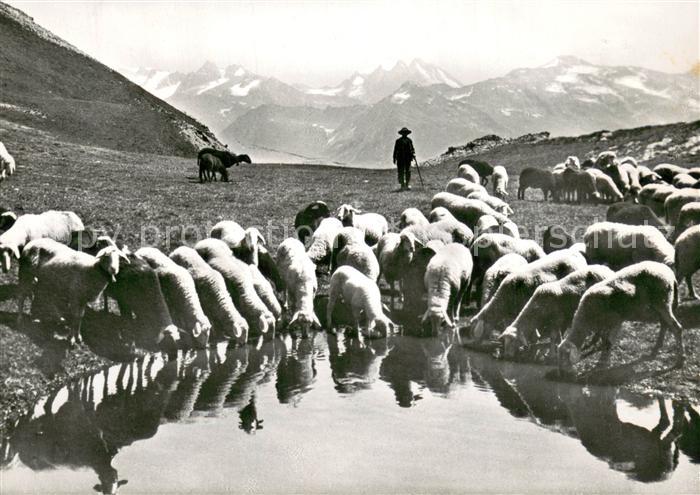 Schaeferei Landwirtschaft Bergseeli