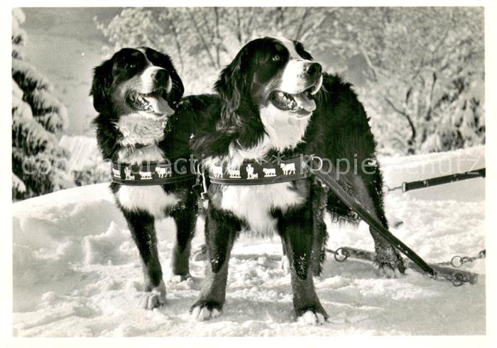 Hunde Haus Bergfriedens Berner Sennenhunde