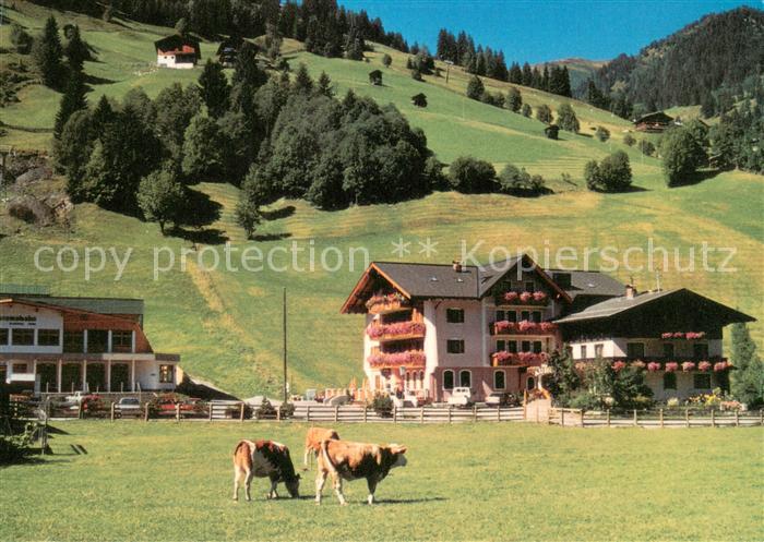Grossarl Hotel Auhof im Salzburger Land Viehweide Kuehe