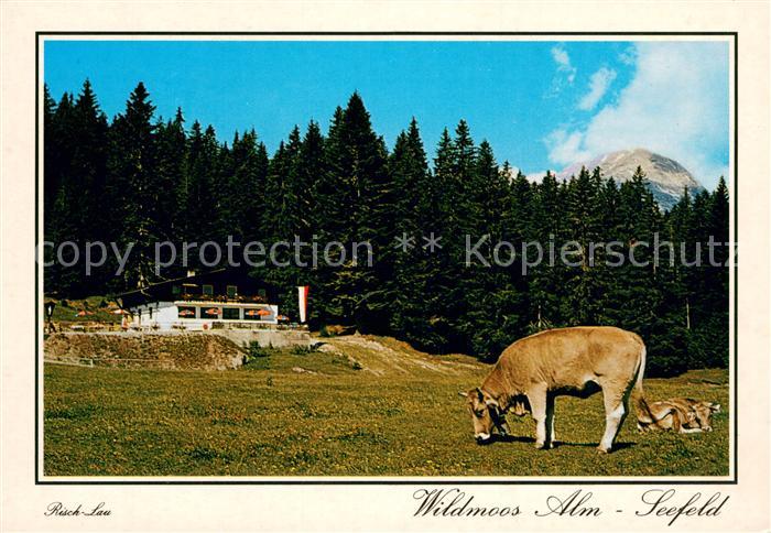 Seefeld Tirol Wildmoos Alm