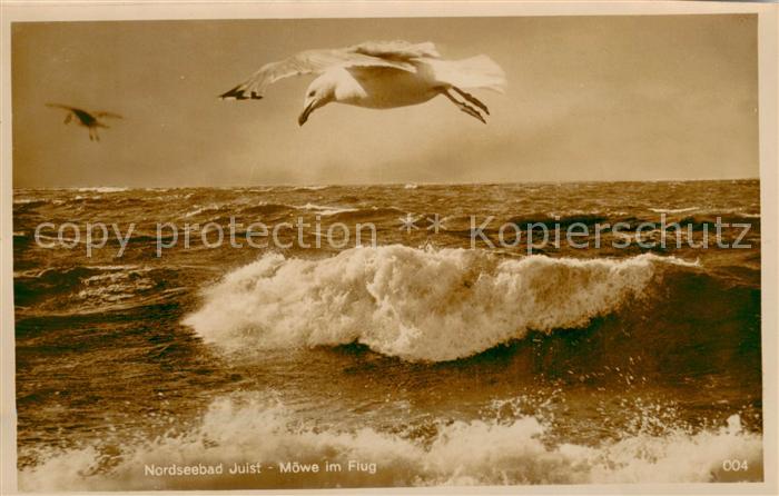 Juist Nordseebad Brandung Moewe im Flug