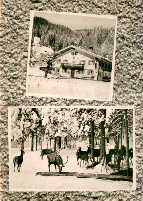 Kreuth Bad Gasthof Glashuette Wildfuetterung