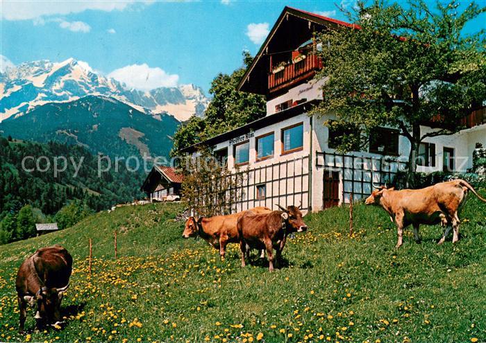 GARMISCH-PARTENKIRCHEN Bayern Pfeiffer Alm Rinderherde