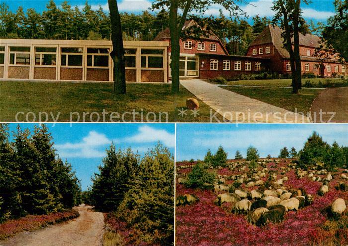 Undeloh oeTV Jugendschule Heidelandschaft Heidschnucken