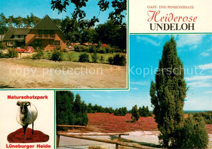 Undeloh Gasthaus Pension Heiderose Heidschnucke Heidelandschaft
