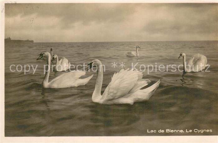 Schwan Lac de Bienne Le Gygnes