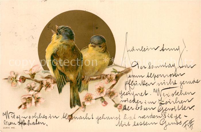 Voegel Birds Oiseaux Uccelli Pajaros-- L.T. serie 442 Vogel auf Ast