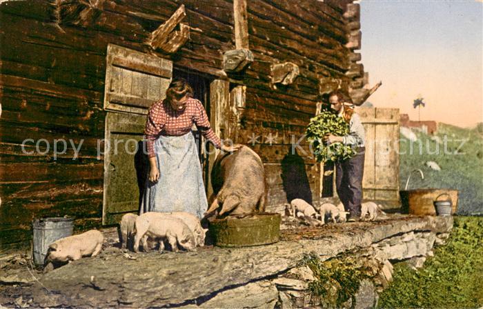 Landwirtschaft Bauern füttern Schweine
