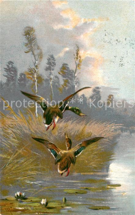 Enten T.S.N. 5.640 Enten fliegen ueber Teich