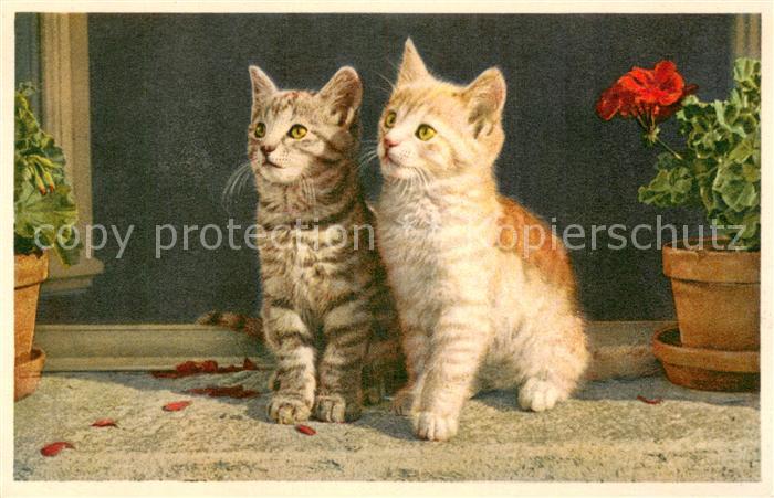 Katzen am Fenster