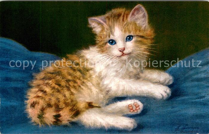 Katzen Katze