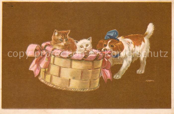 Katzen Hund und katzen