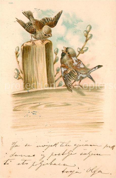 Voegel Birds Oiseaux Uccelli Pajaros-- Litho Voegel