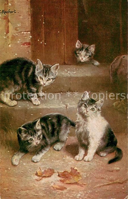 Katzen C.Reichert T.S.N. Serie 1698