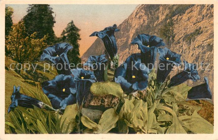 Blumen Enzian Gentian