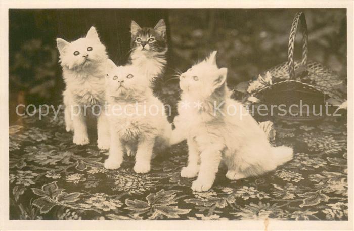 Katzen bild