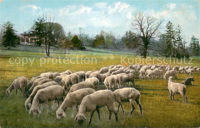 Landwirtschaft Schafe
