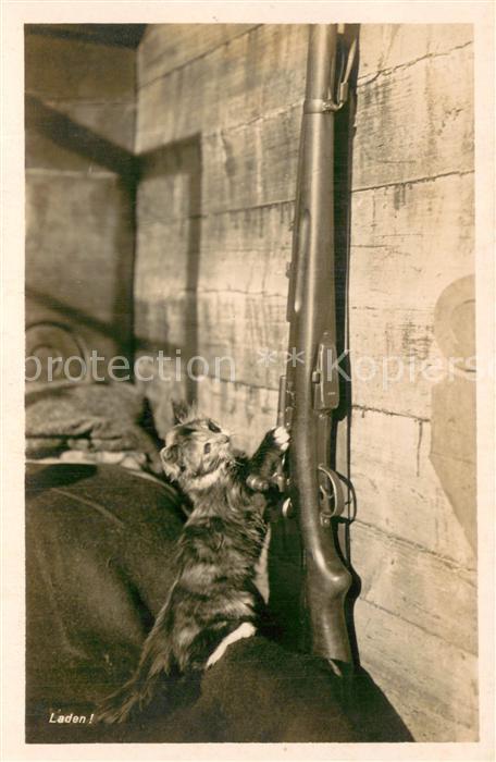 Katzen Gewehr